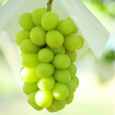 【令和8年度先行予約】贈答用!希少価値の高いシャインマスカット(1房 700g以上)