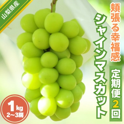 【発送月固定定期便】頬張る幸福感 ～緑の宝石・シャインマスカット～ 1kg以上(2～3房)全2回