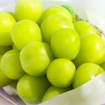 【発送月固定定期便】頬張る幸福感 ～緑の宝石・シャインマスカット～ 1kg以上(2～3房)全2回