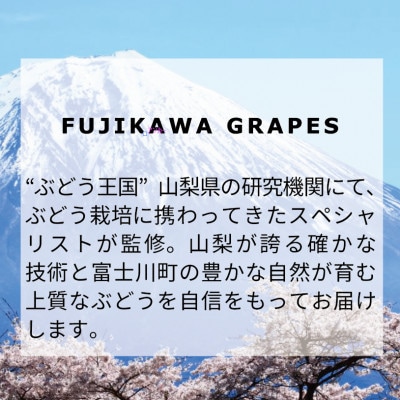 《秀品以上》上級品/【BKシードレス】/合計1.0kg以上(3房)