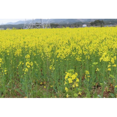 菜の花油2本セット