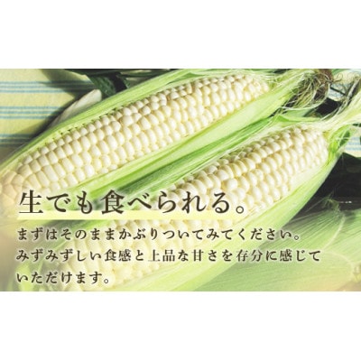 ホワイトショコラ　白いとうもろこし 10本