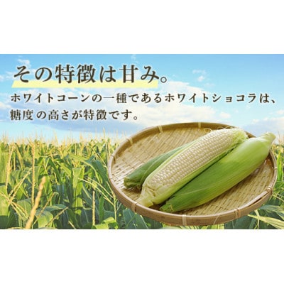 ホワイトショコラ　白いとうもろこし 20本