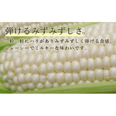 ホワイトショコラ　白いとうもろこし 20本