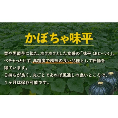 北海道豊浦産 かぼちゃ 味平 約10kg (5～7玉)