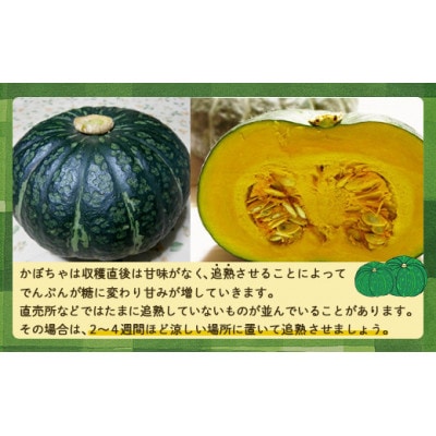 【訳あり】北海道豊浦産 かぼちゃ 味平 約10kg (5～7玉)
