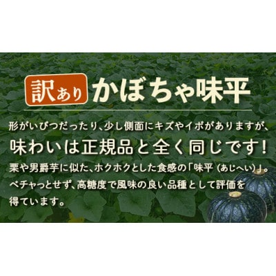 【訳あり】北海道 豊浦産 かぼちゃ 味平 約20kg (10～14玉)