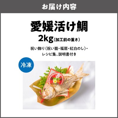 天然祝鯛　炭火焼　2kgアップ(愛媛活け鯛)_OS389-0003-01