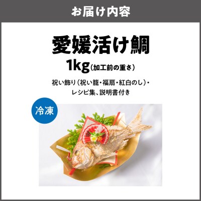 天然祝鯛　炭火焼　1kgアップ(愛媛活け鯛)_OS389-0003-05