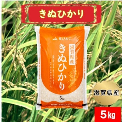 令和7年産 甲良米「キヌヒカリ」白米 5kg