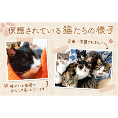 【返礼品なし】保護猫支援寄附 10,500円 一般社団法人オープンセサミアライブ