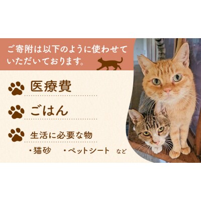 【返礼品なし】保護猫支援寄附 10,500円 一般社団法人オープンセサミアライブ