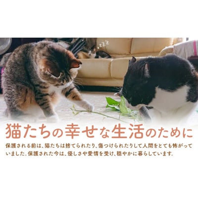 【返礼品なし】保護猫支援寄附 50,000円 一般社団法人オープンセサミアライブ