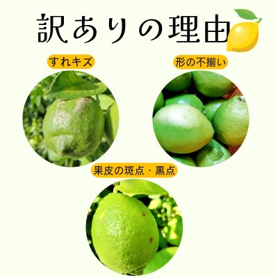 レモン 2kg 訳あり 2025年10月順次発送 国産 レモン