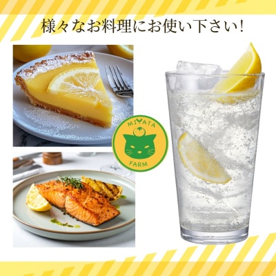 レモン 2kg 訳あり 2025年10月順次発送 国産 レモン