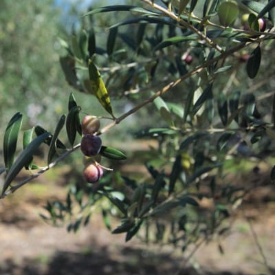 ～四国一小さなまち～ 田野町のオリーブオイル2本セット(100g×2) 料理 ドレッシング 揚げ物 