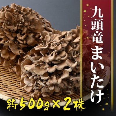 九頭竜まいたけ 2株入り