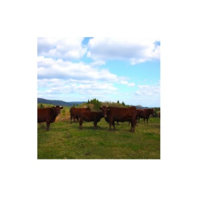 下北牛　サーロイン　ステーキ　約300g　むつ市