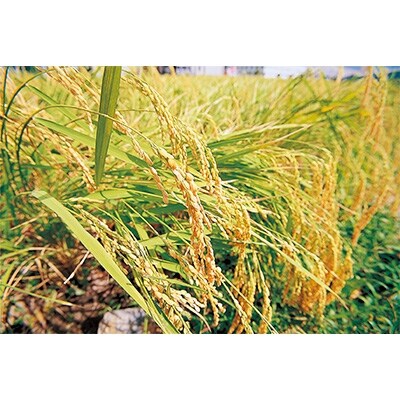 龍力「山田錦」、山名酒造 「奥丹波」、香住鶴1.8L詰め合わせ560 