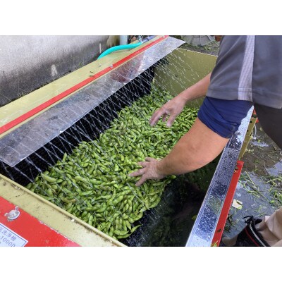 【季節限定】　丹波黒大豆枝豆　さやのみ　毛取り洗浄済