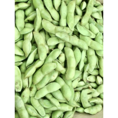 【季節限定】　丹波黒大豆枝豆　さやのみ　毛取り洗浄済　2.4Kg