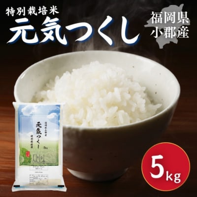 特別栽培米 福岡県 小郡産 元気つくし 5kg 米 お米[No5354-2299]