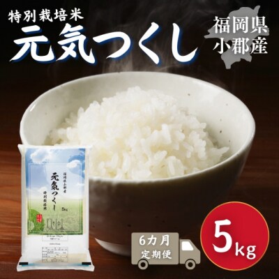 定期便 6回 特別栽培米 福岡県 小郡産 元気つくし 5kg 米[No5354-2301]