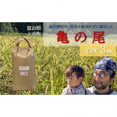 【令和8年産】富山県上市町産 大岩川の栽培期間中、農薬を使用せずに栽培した 亀の尾 白米3kg
