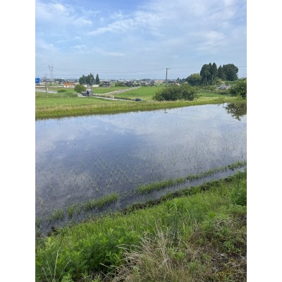 【令和8年産】富山県上市町産 大岩川の栽培期間中、農薬を使用せずに栽培した 亀の尾 白米3kg