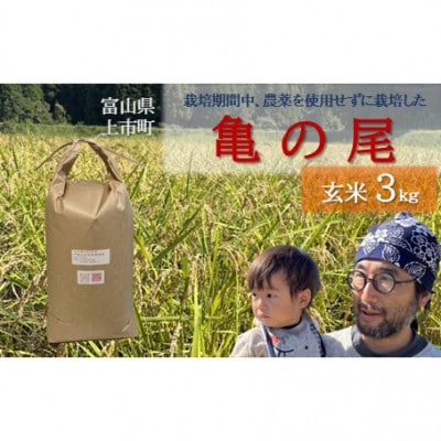 【令和8年産】富山県上市町産 大岩川の栽培期間中、農薬を使用せずに栽培した 亀の尾 玄米3kg
