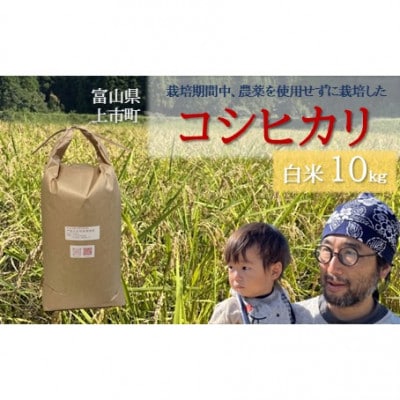【令和8年産】富山県上市町産 大岩川の栽培期間中、農薬を使用せずに栽培した コシヒカリ 白米10kg