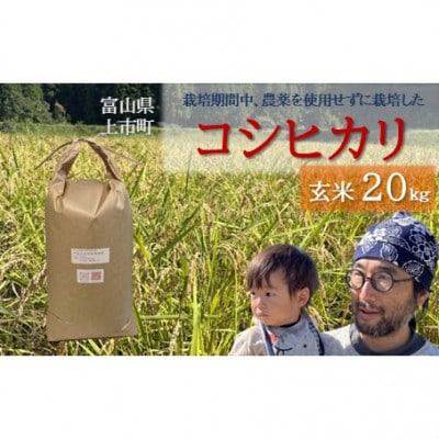 【令和8年産】富山県上市町産 大岩川の栽培期間中、農薬を使用せずに栽培した コシヒカリ 玄米20kg