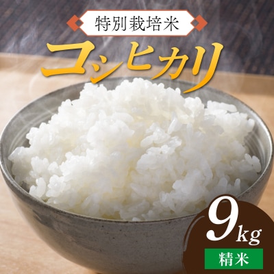 【先行予約】令和8年産 特別栽培米 コシヒカリ 精米9kg