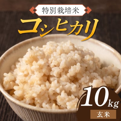 【先行予約】令和8年産 特別栽培米 コシヒカリ 玄米10kg