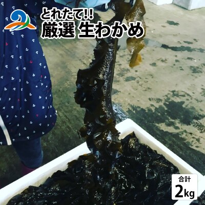【先行予約】とれたて!!厳選生わかめ 2.0kg