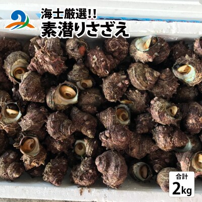 【先行予約】【海士厳選】素潜りさざえ2.0kg