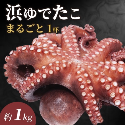 【先行予約】【浜ゆで!!】南越前町産　真蛸　約1.0kg