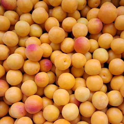 昔ながらの「しそ梅ぼし」中粒　180g×2袋　0040-2503