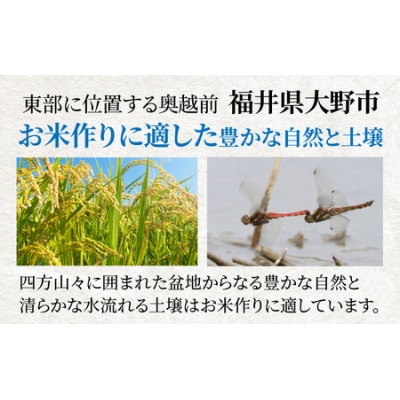 【令和7年産】大野産コシヒカリ(白米)10kg【大野ブランド米 名水育ち】