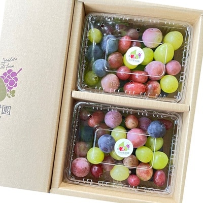 ぶどうの宝石箱(品種いろいろ、粒のみ詰合せ)　500g×2パック　0065-2603