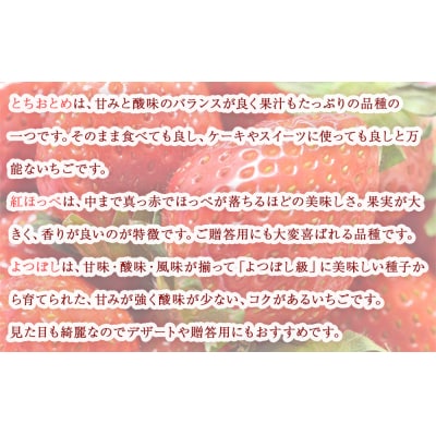 名取産 いちご 約240～260g×2パック