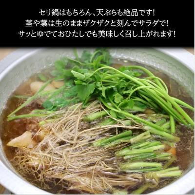 シャキシャキ食感の根付き仙台セリ(500g)4～5人前