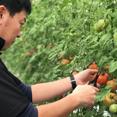 まるごとしぼった完熟トマトのジュース　720ml×4本