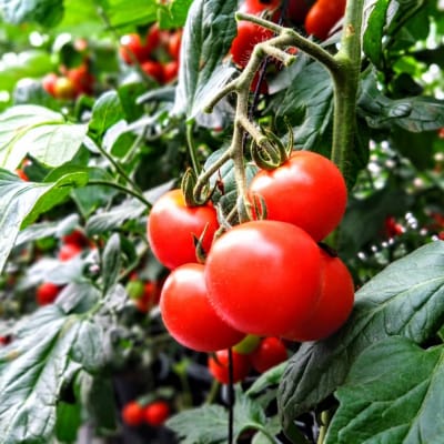 まるごとしぼった完熟トマトのジュース　720ml×2本