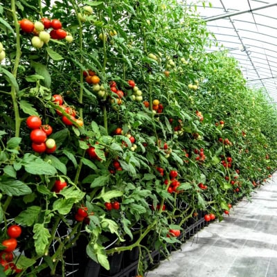 まるごとしぼった完熟トマトのジュース　720ml×6本