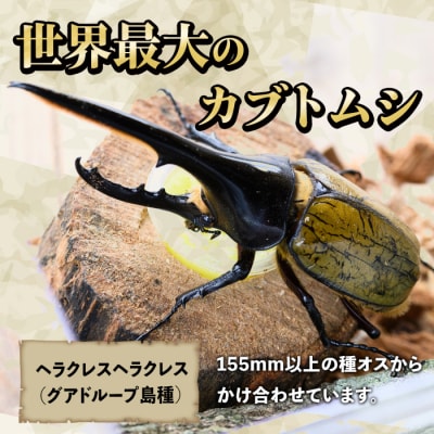 ヘラクレスオオカブト カブトムシ 3令幼虫オス2匹　人工蛹室　B76002