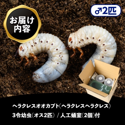 ヘラクレスオオカブト カブトムシ 3令幼虫オス2匹　人工蛹室　B76002
