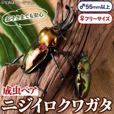 ニジイロクワガタ 成虫ペア オス(55mm以上) メス(フリーサイズ)　A76001