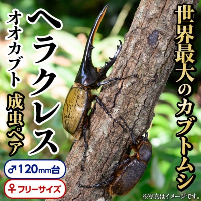 ヘラクレスオオカブト 成虫ペア オス(120mm台) メス(フリーサイズ)　C76001
