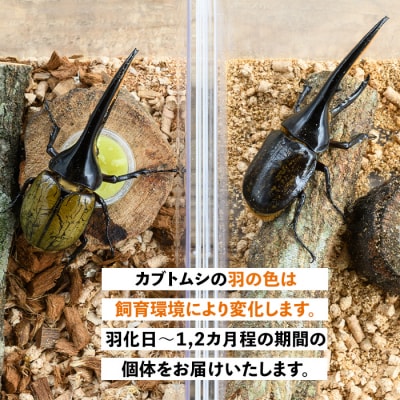ヘラクレスオオカブト 成虫ペア オス(120mm台) メス(フリーサイズ